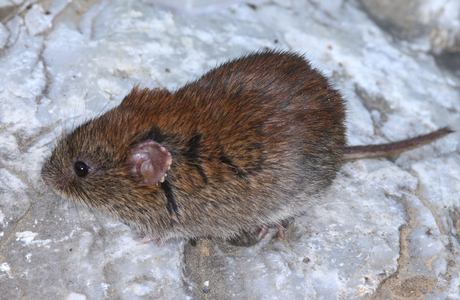 Rötelmaus (Clethrionomys glareolus) - © Gernot Kunz